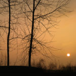mani zirak photo arbre-couche-soleil